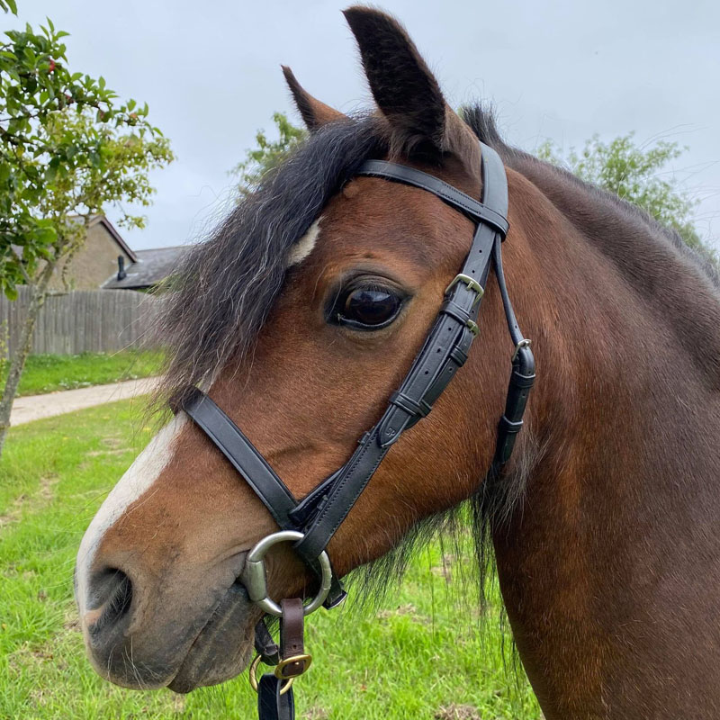 Tibbs the foal